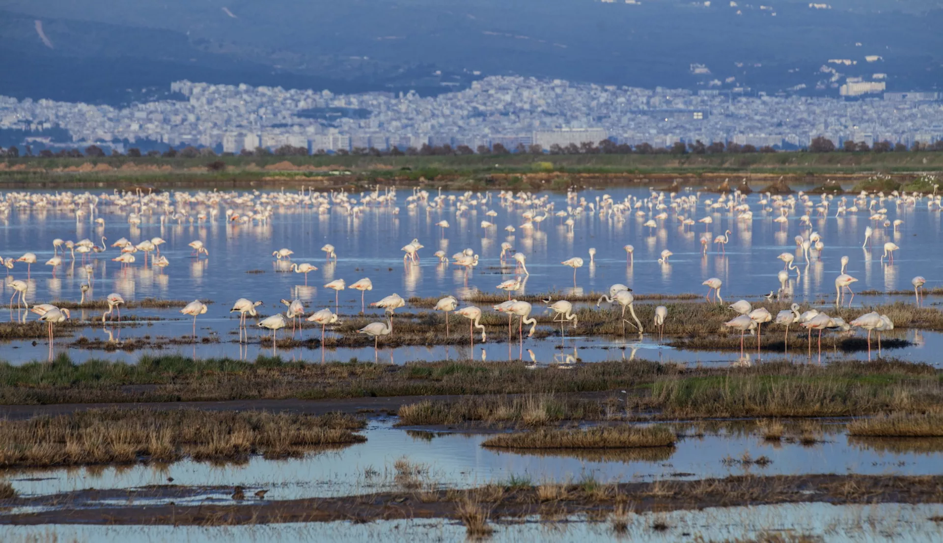 Δέλτα Αξιού